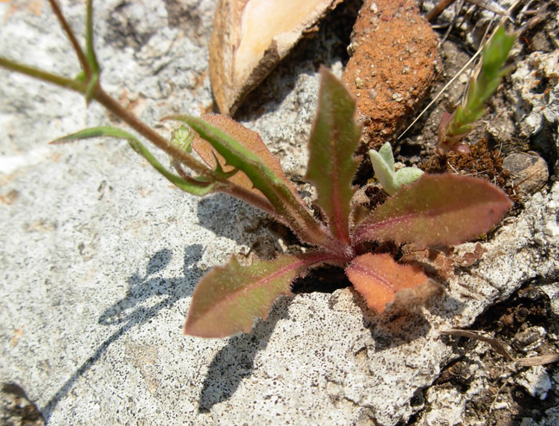 Crepis neglecta subsp. neglecta / Radicchiella minore